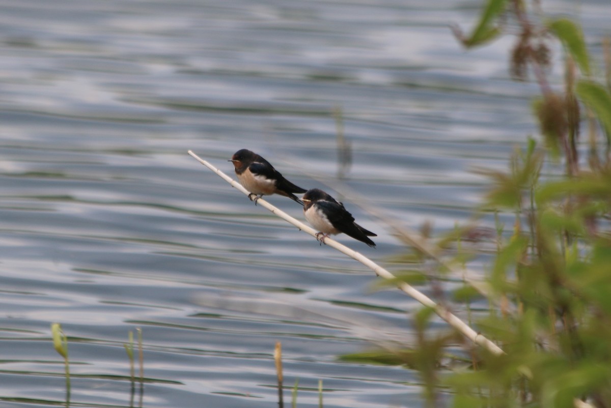 Barn Swallow (White-bellied) - ML93105981