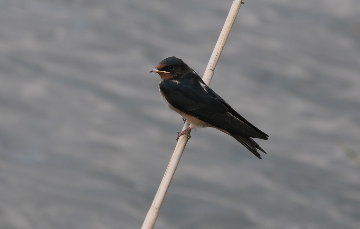 Barn Swallow (White-bellied) - ML93105991
