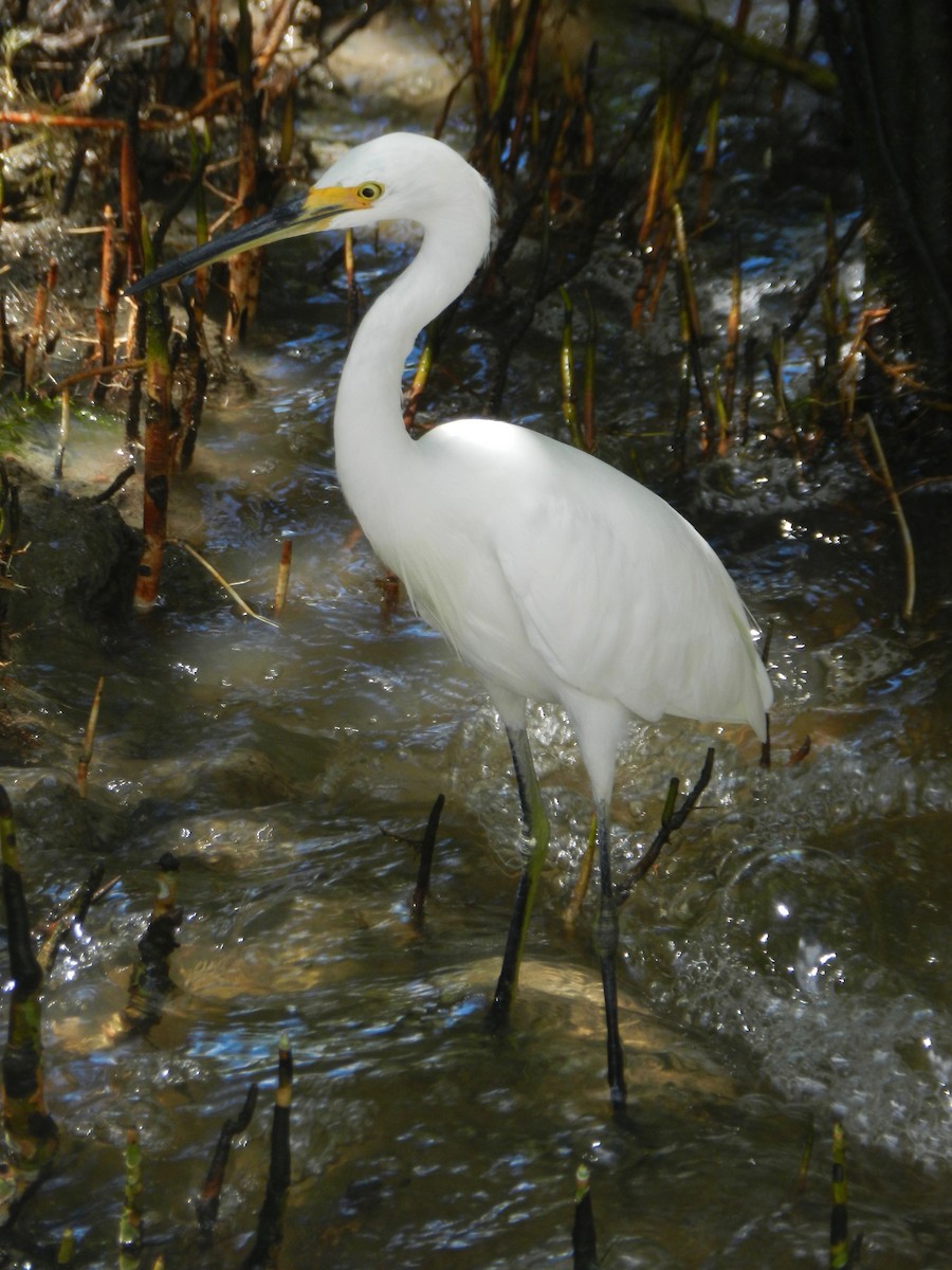 Хурган дэглий - ML93106521