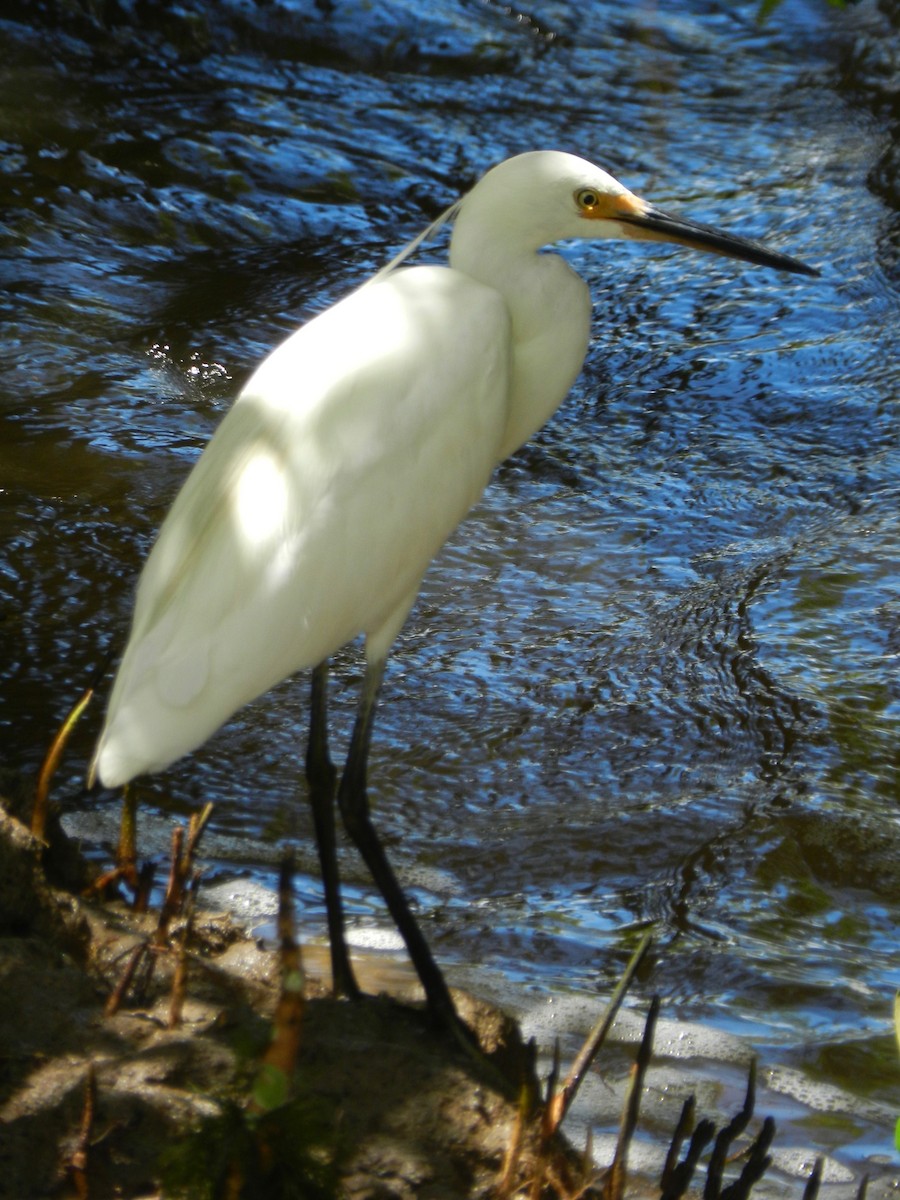 Хурган дэглий - ML93106531