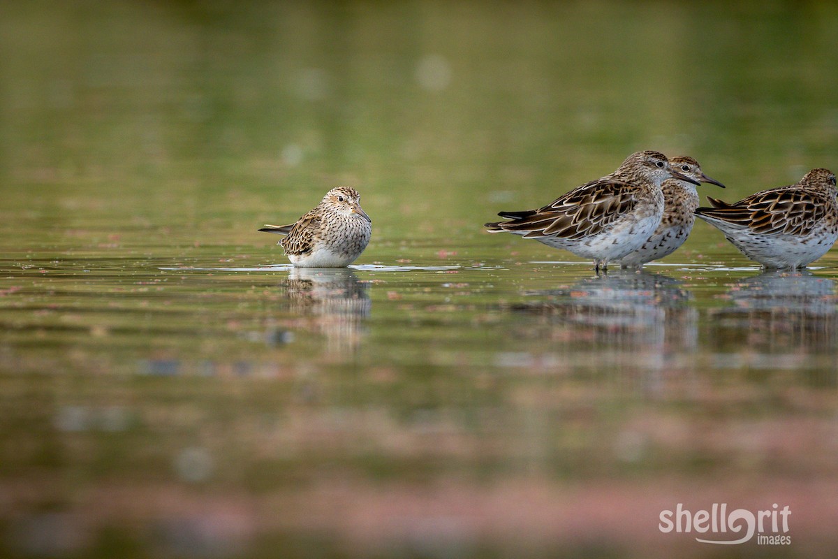 Pectoral Sandpiper - ML93106941