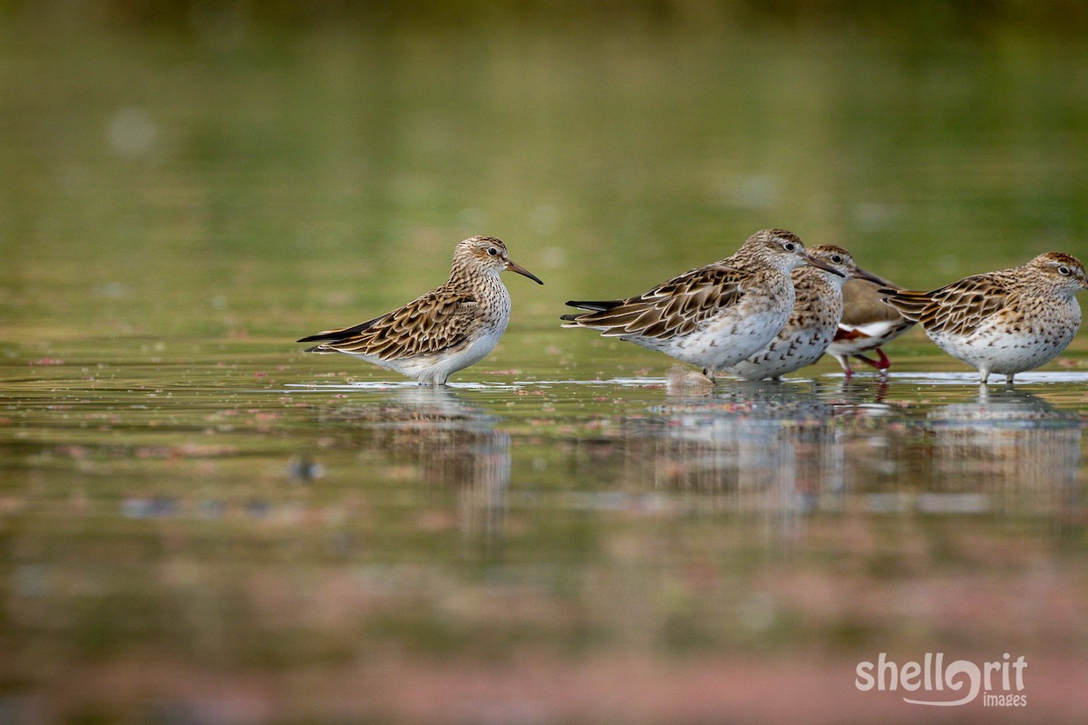 Pectoral Sandpiper - ML93106951