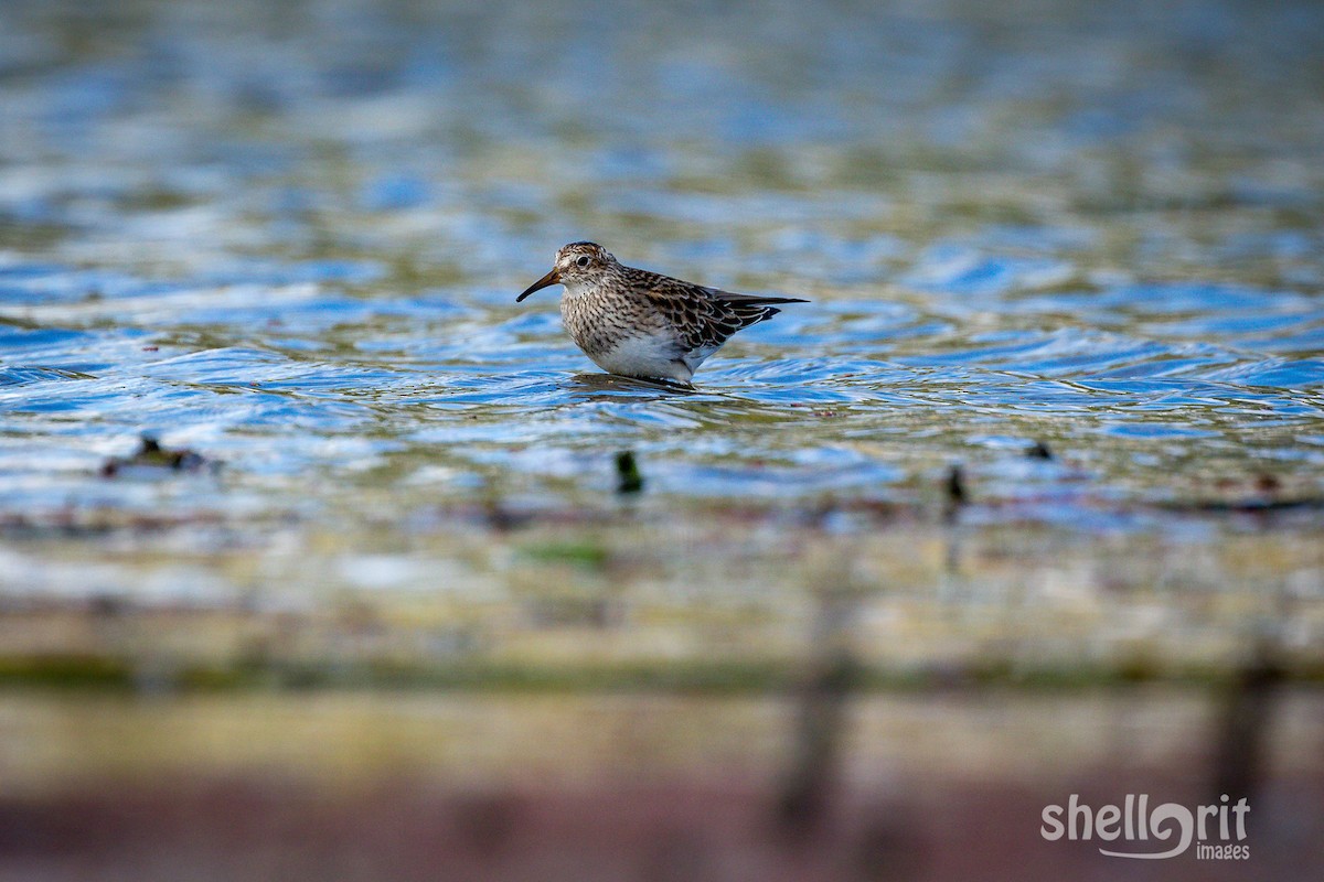 Pectoral Sandpiper - ML93106981