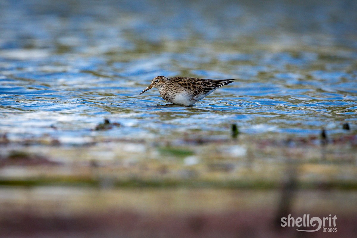 Pectoral Sandpiper - ML93106991