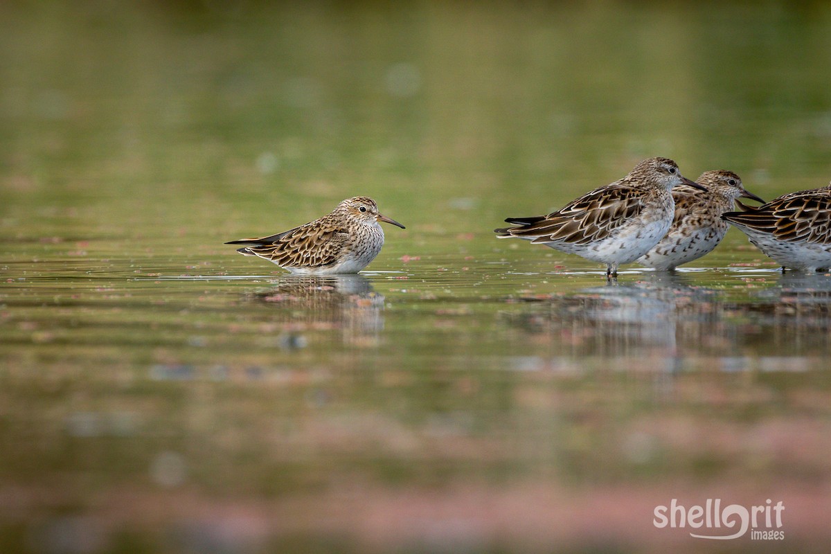 Pectoral Sandpiper - ML93107011