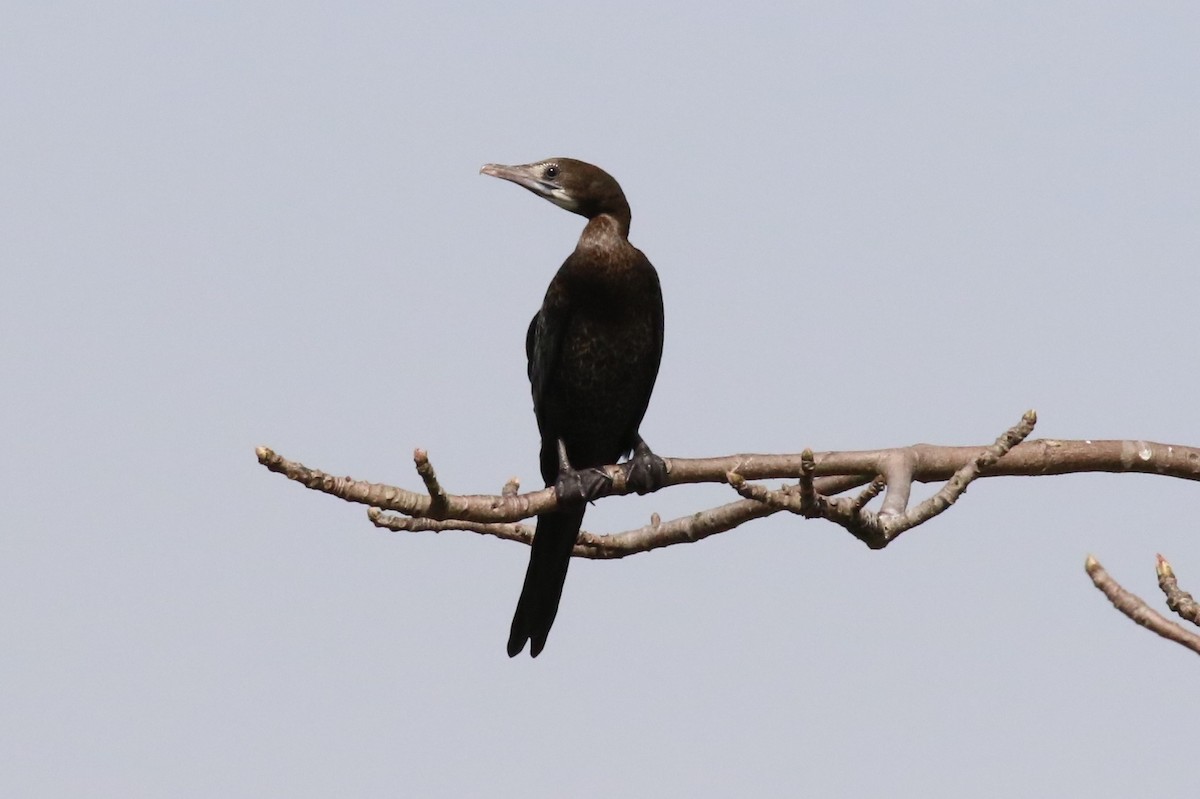 Little Cormorant - ML93108341