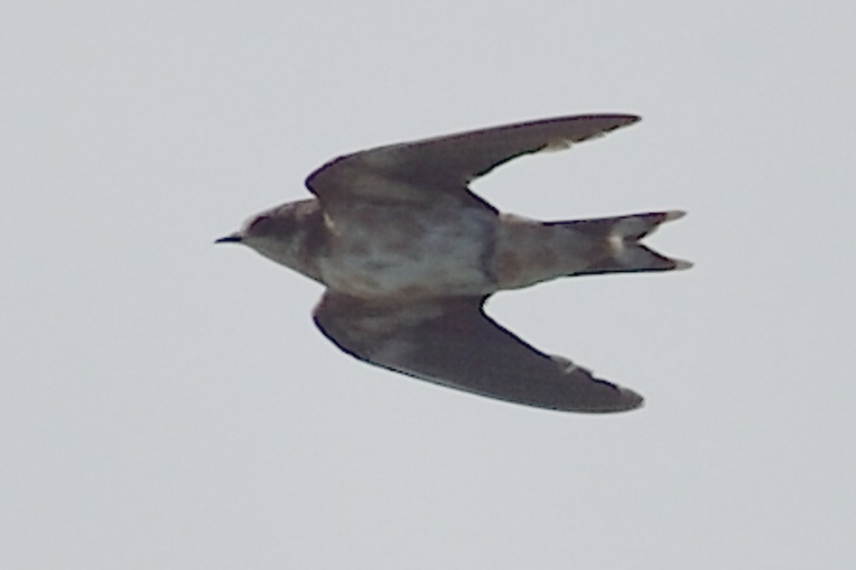 Barn Swallow - ML93110321