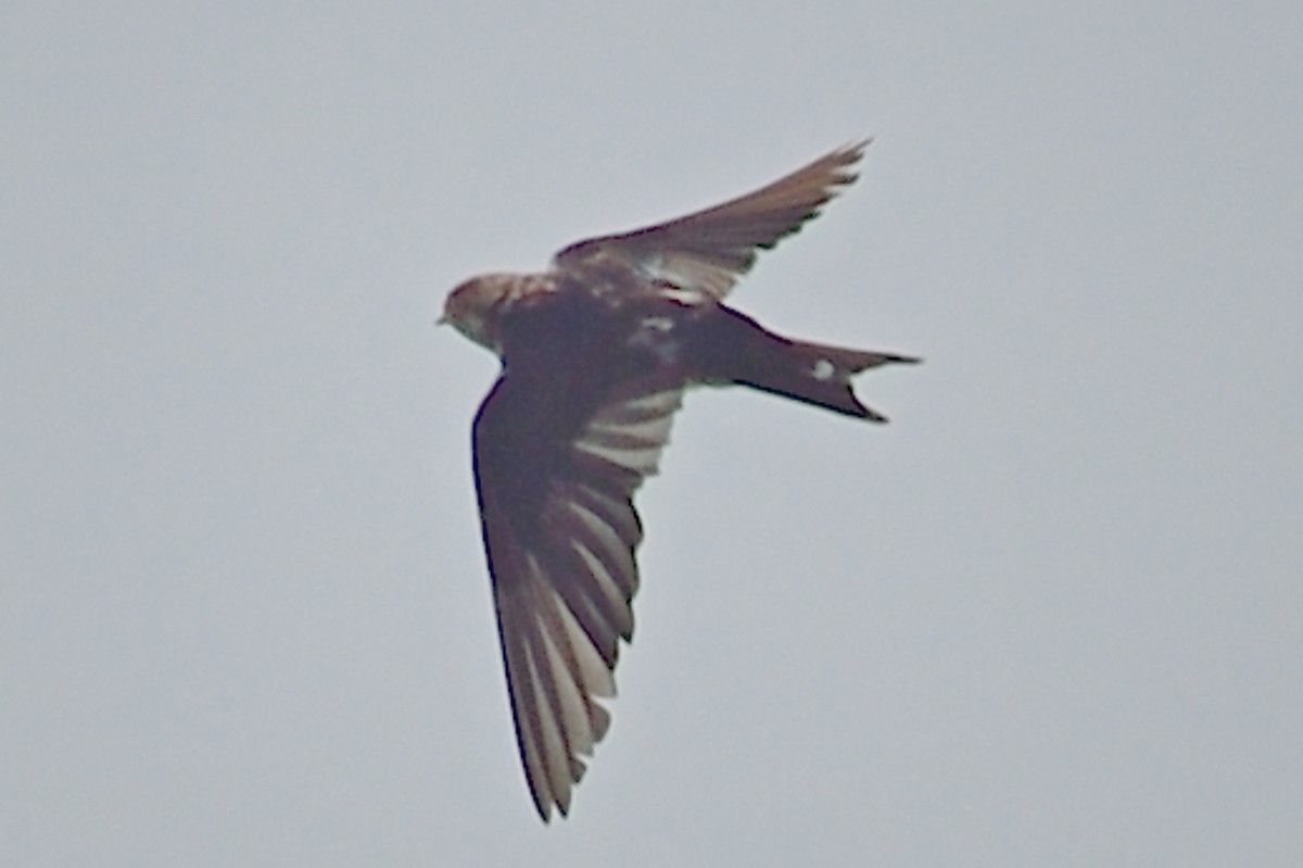 Barn Swallow - ML93110351