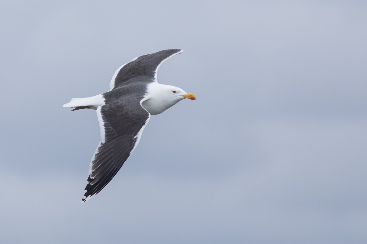 Great Black-backed Gull - ML93111651
