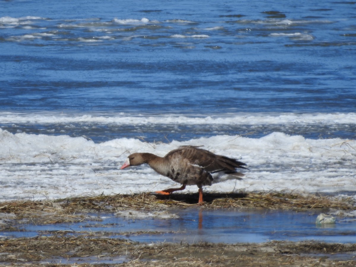 Greater White-fronted Goose - ML93111681