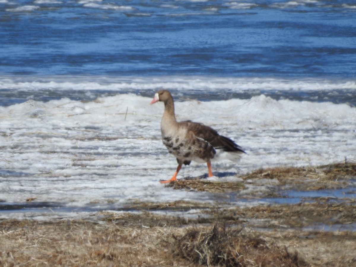 Greater White-fronted Goose - ML93111691