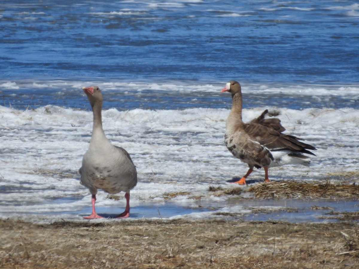 Greater White-fronted Goose - ML93111701