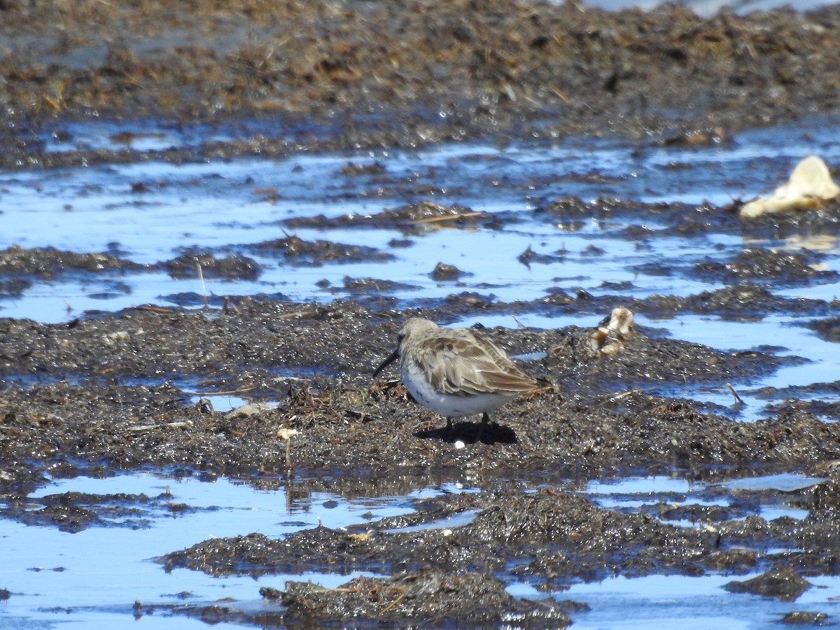 Bécasseau variable - ML93111761