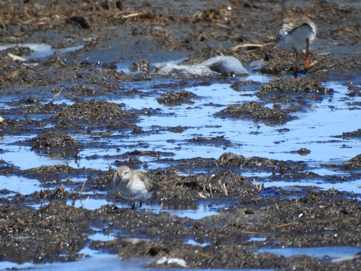 Dunlin - ML93111771