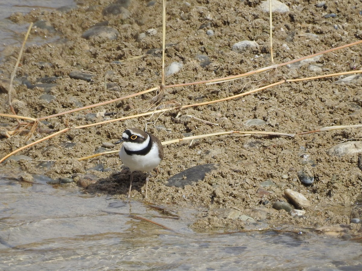 Little Ringed Plover - Philip Steiner