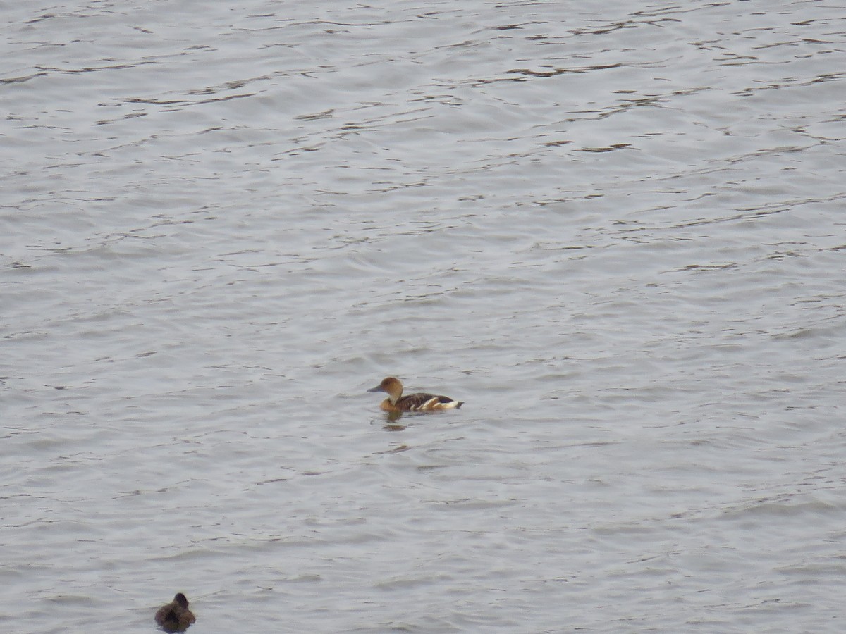 Fulvous Whistling-Duck - ML93112221