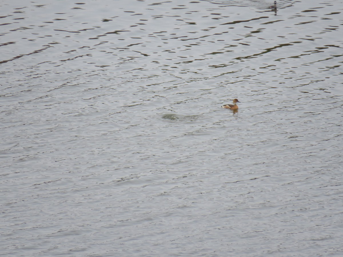 Fulvous Whistling-Duck - Alfonso Escajadillo