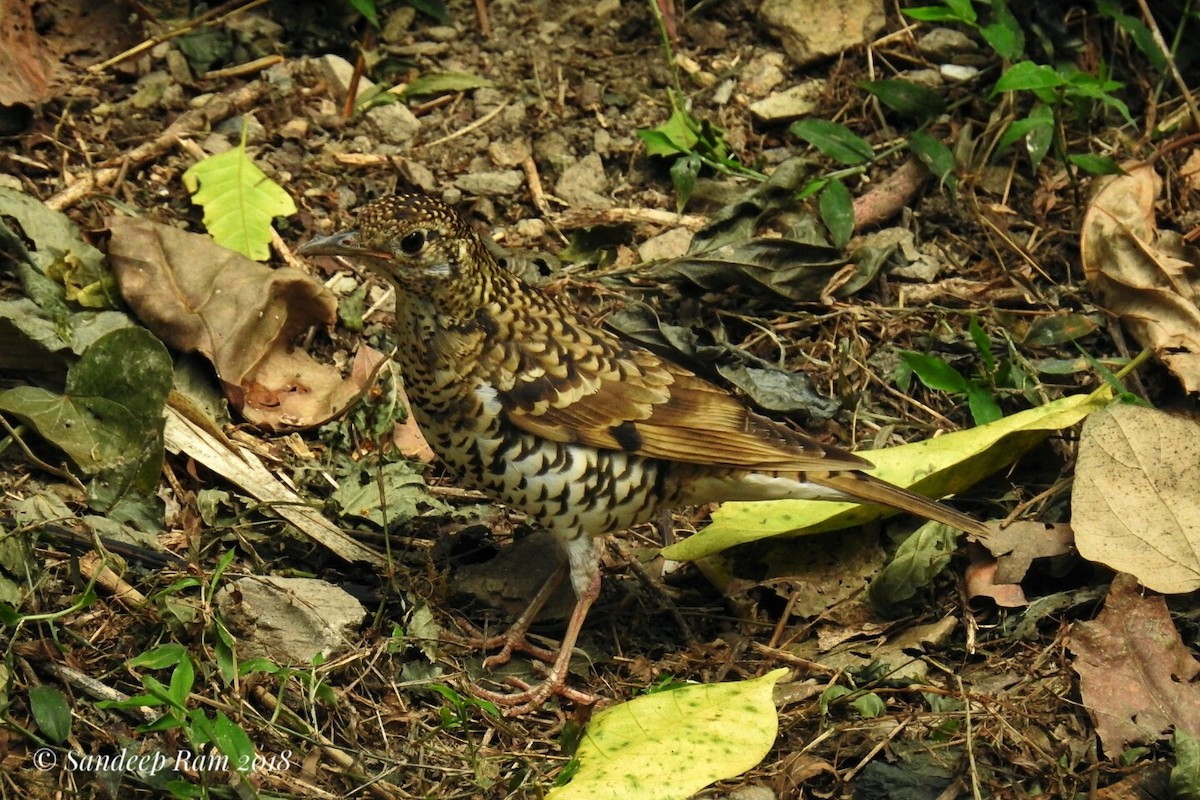 Scaly Thrush - ML93113491