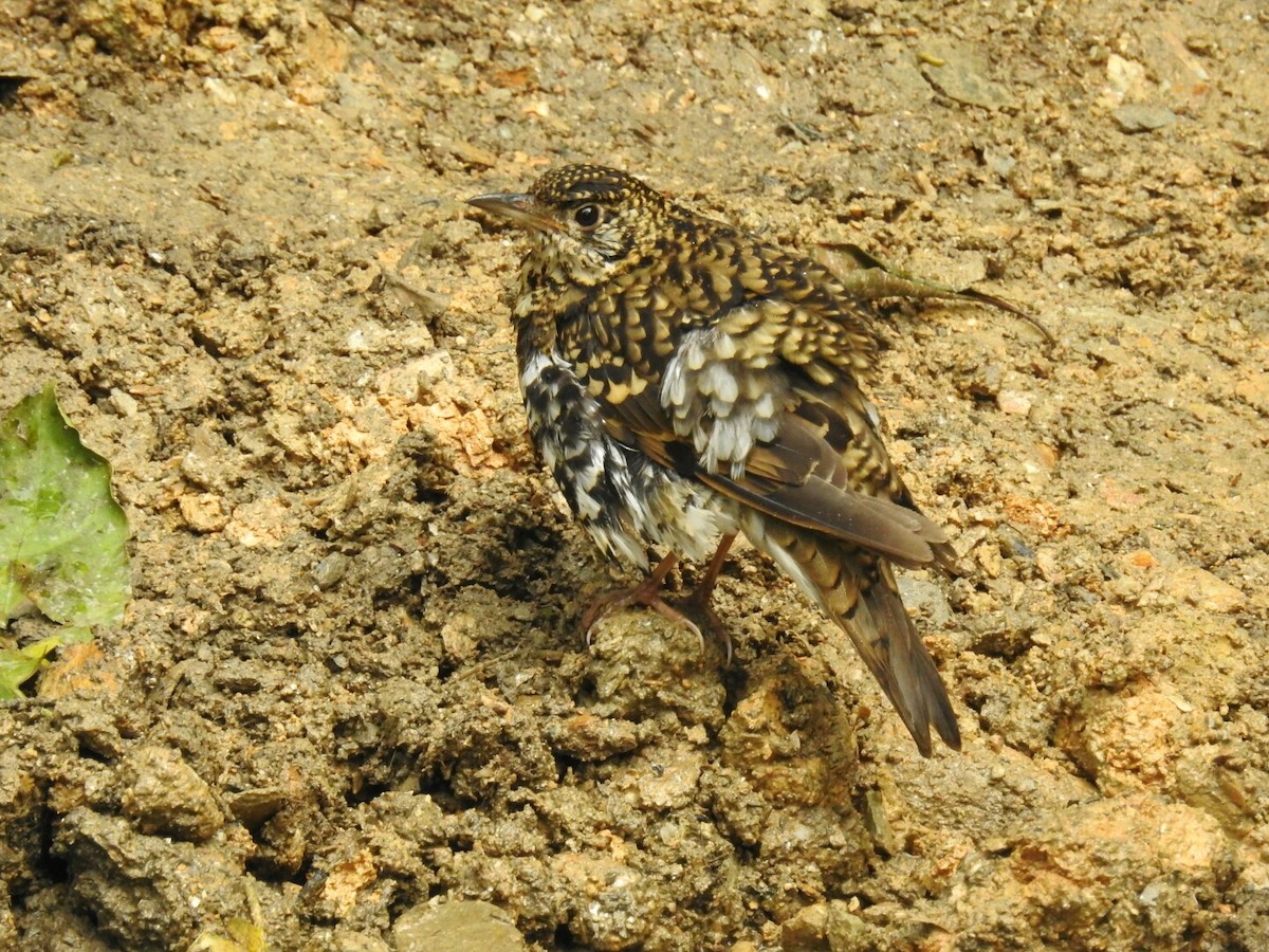 Scaly Thrush - ML93113511