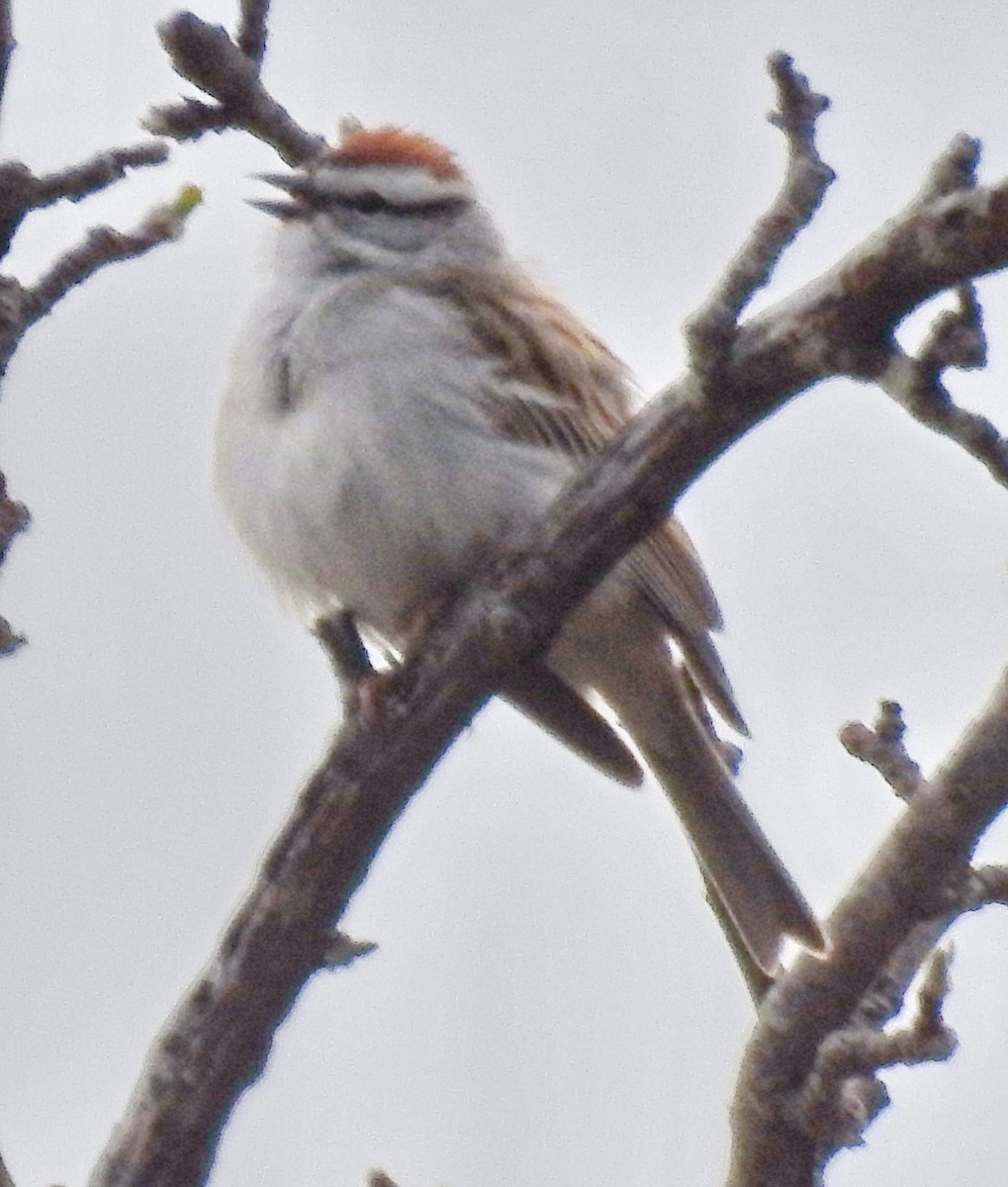 Chipping Sparrow - ML93114271