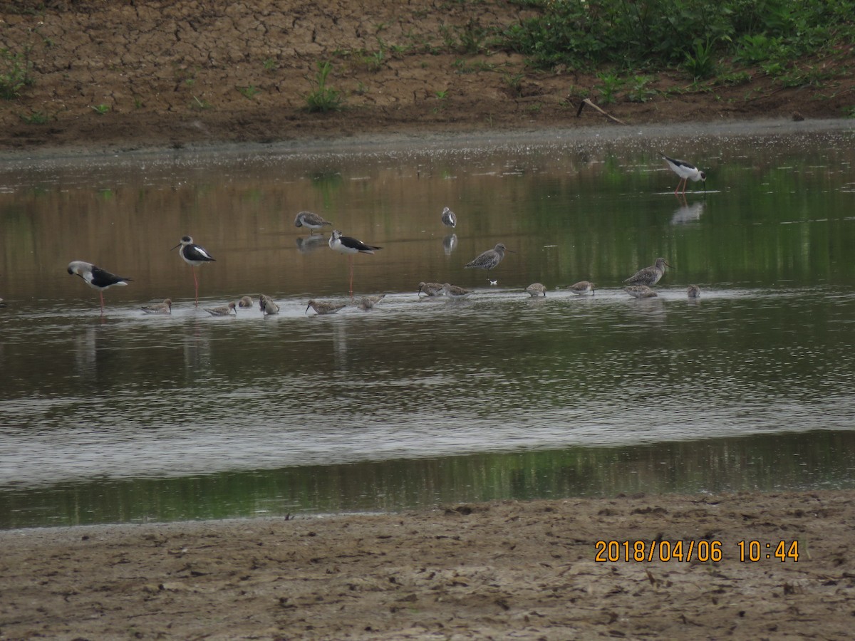 Curlew Sandpiper - ML93114341