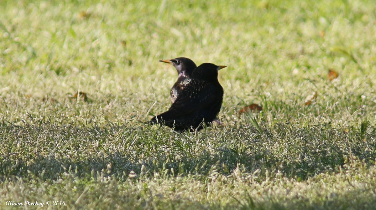 European Starling - Alison Sheehey