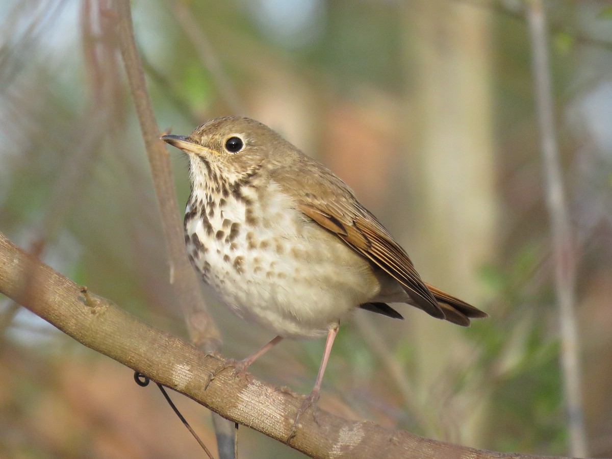 Hermit Thrush - ML93119491