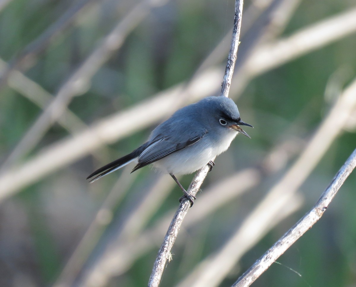 Blue-gray Gnatcatcher - ML93119661