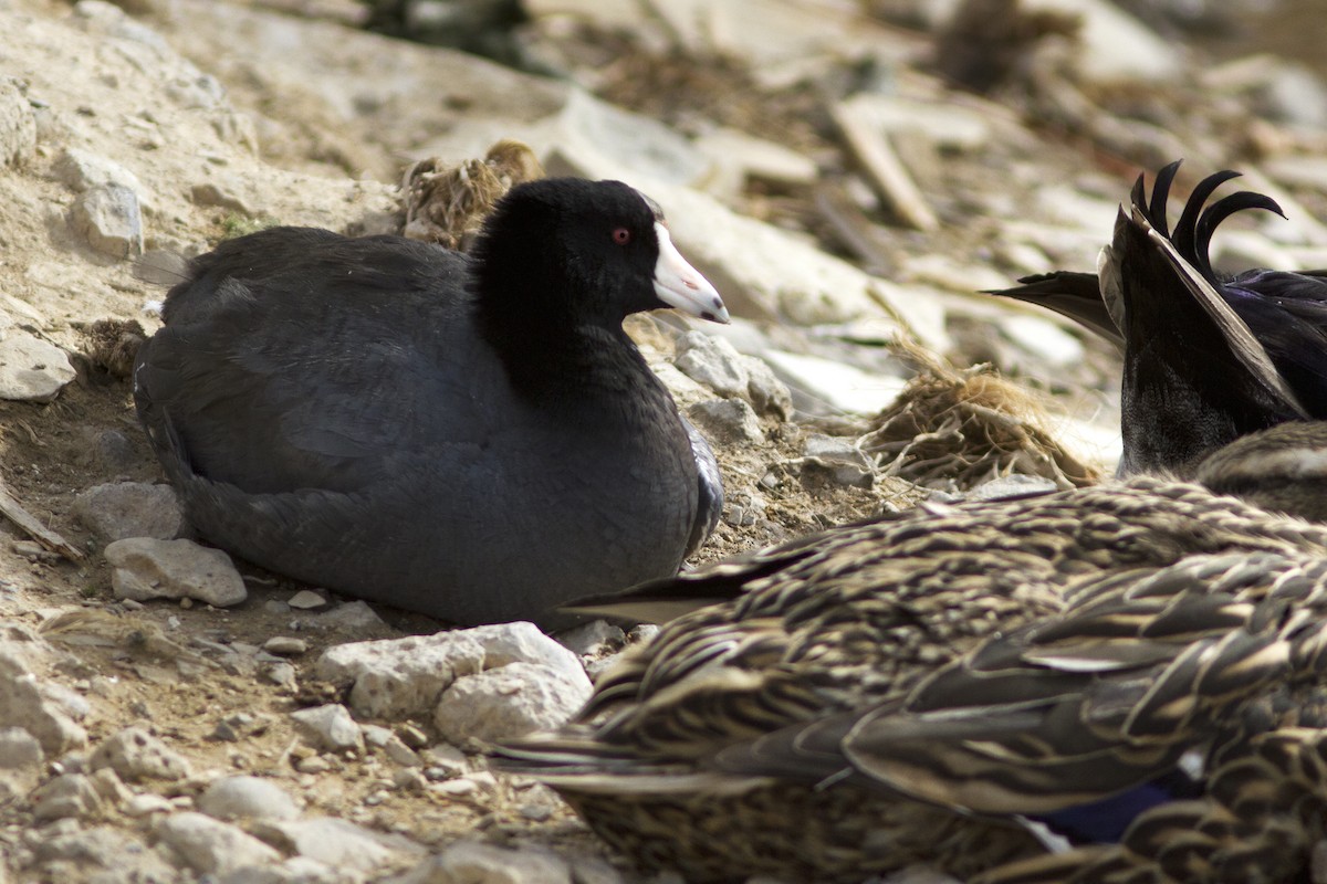 American Coot - ML93121111