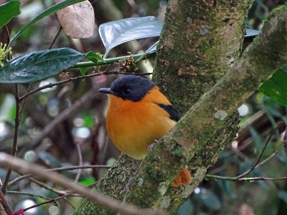 Black-and-orange Flycatcher - ML93121991