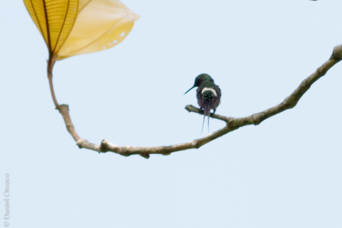 Black-bellied Thorntail - ML93122201