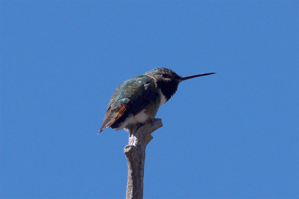 Broad-tailed Hummingbird - ML93125191