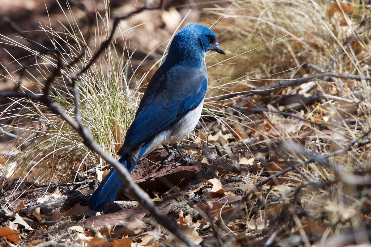 Mexican Jay - ML93126031