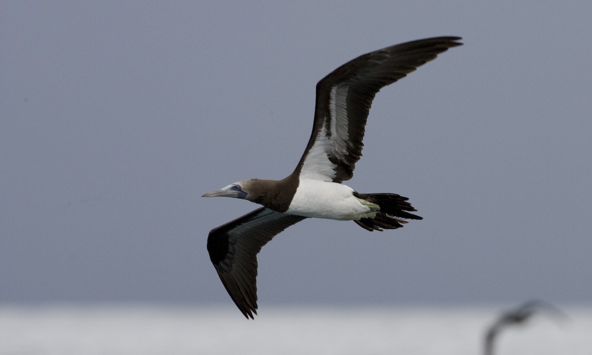 Cocos Booby (Brewster's) - Brian Sullivan