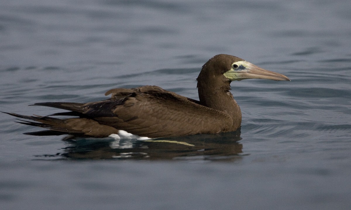 Brown Booby (Brewster's) - Brian Sullivan