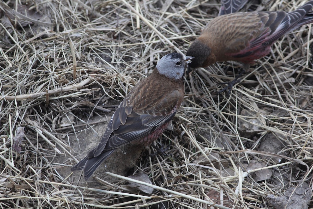 Schwarzstirn-Schneegimpel (littoralis) - ML93132251