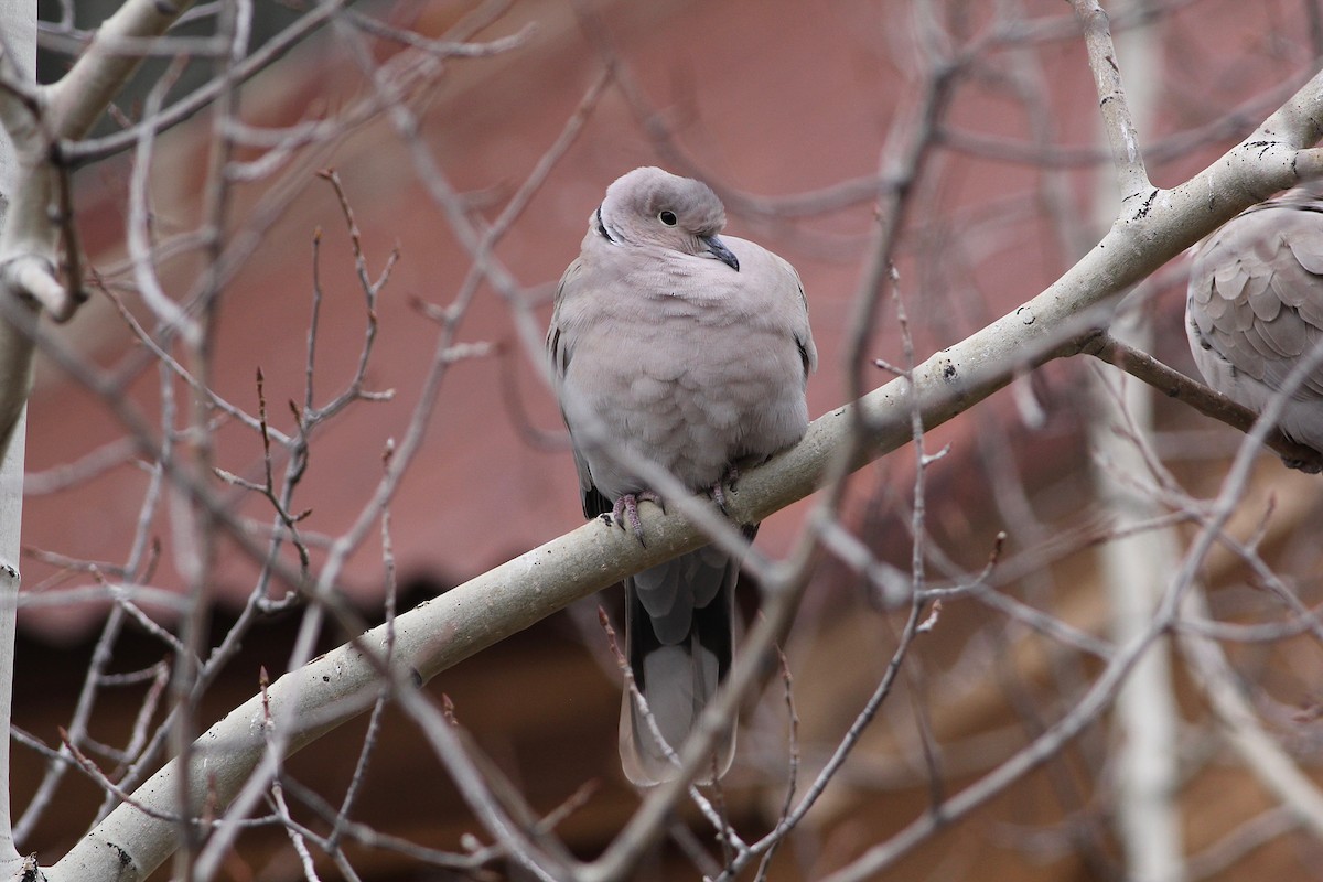 Eurasian Collared-Dove - Eric Hynes