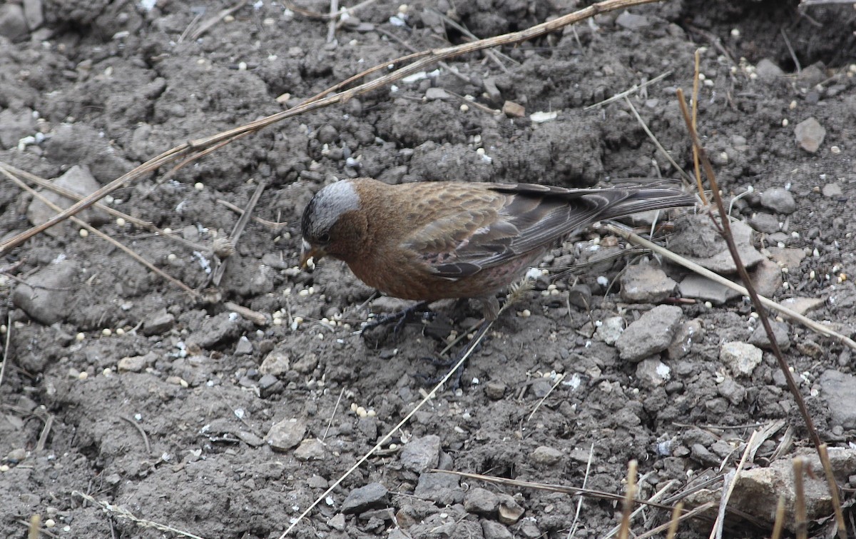 grånakkefjellfink (tephrocotis gr.) - ML93133081