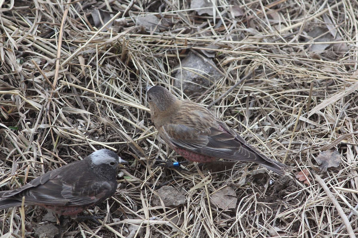 Pinzón Montano Coronipardo - ML93136361