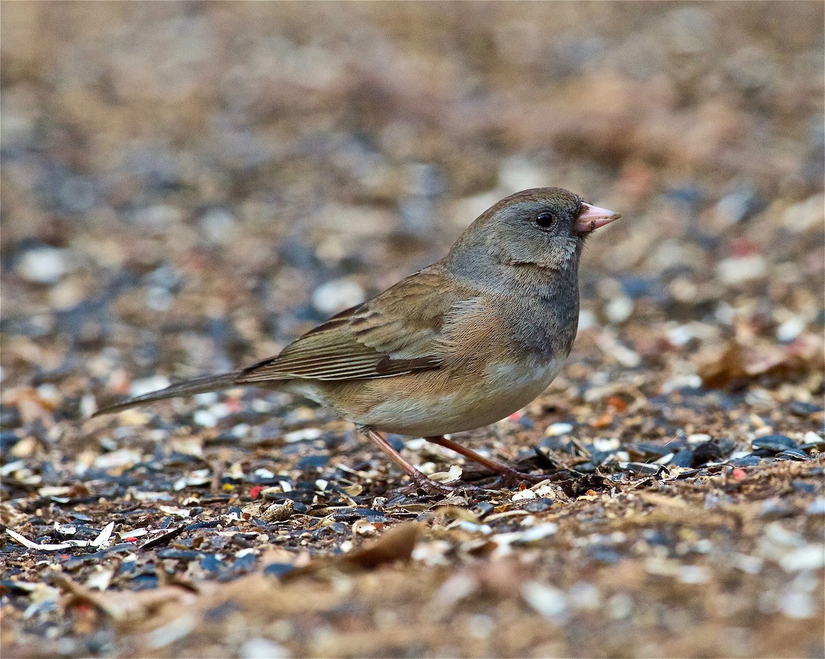 יונקו כהה-עין - ML93136701