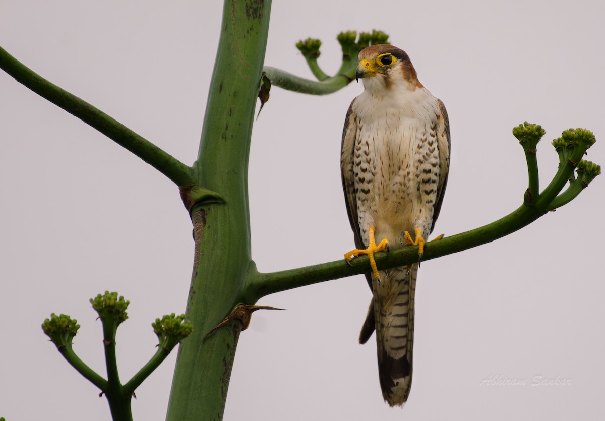 Red-necked Falcon - ML93136821