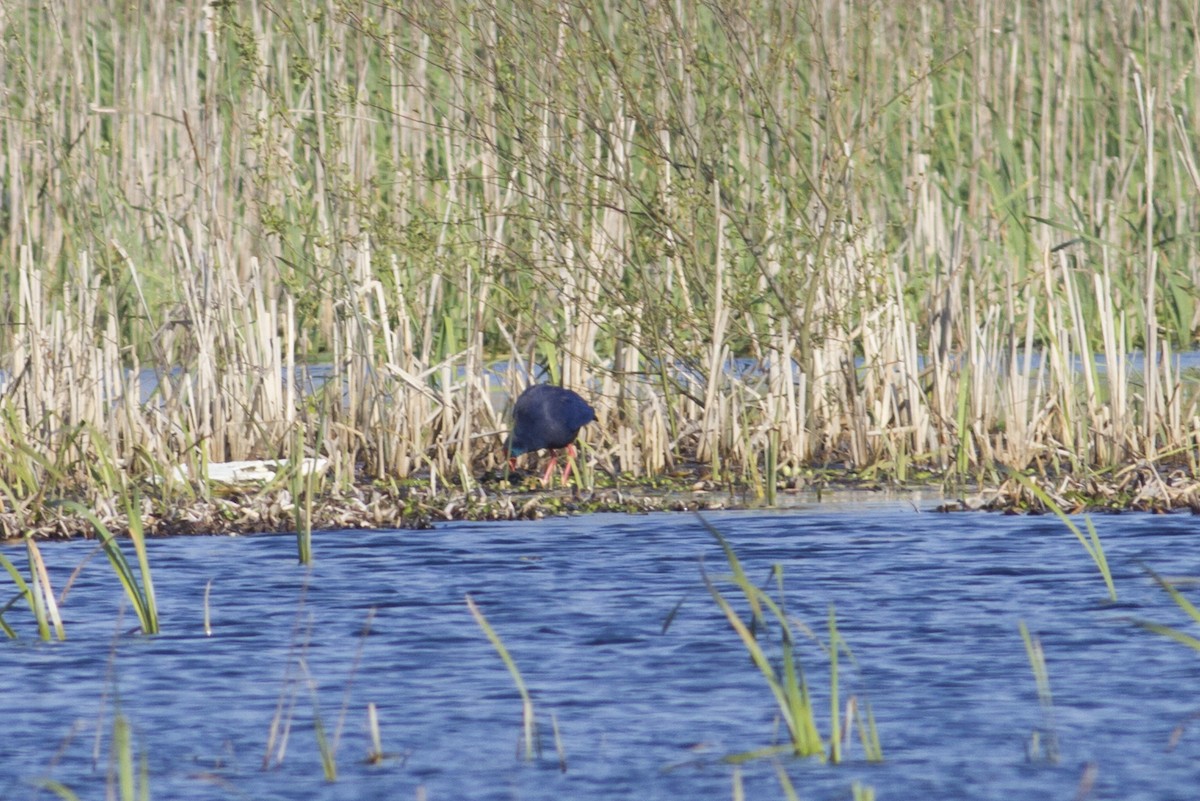 Western Swamphen - ML93138261