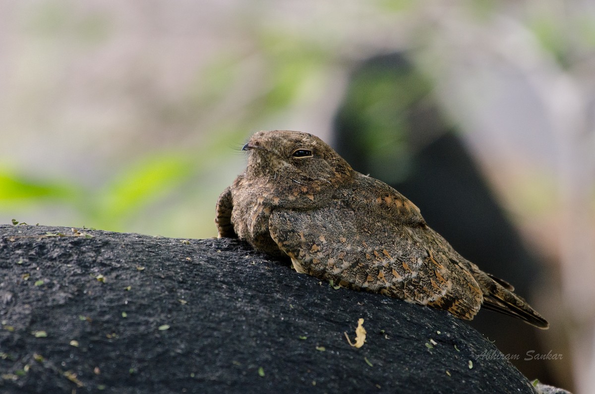 Savanna Nightjar - Abhiram Sankar