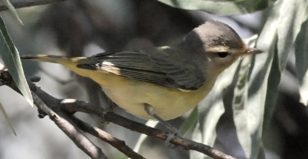 Ötücü Vireo - ML93140221