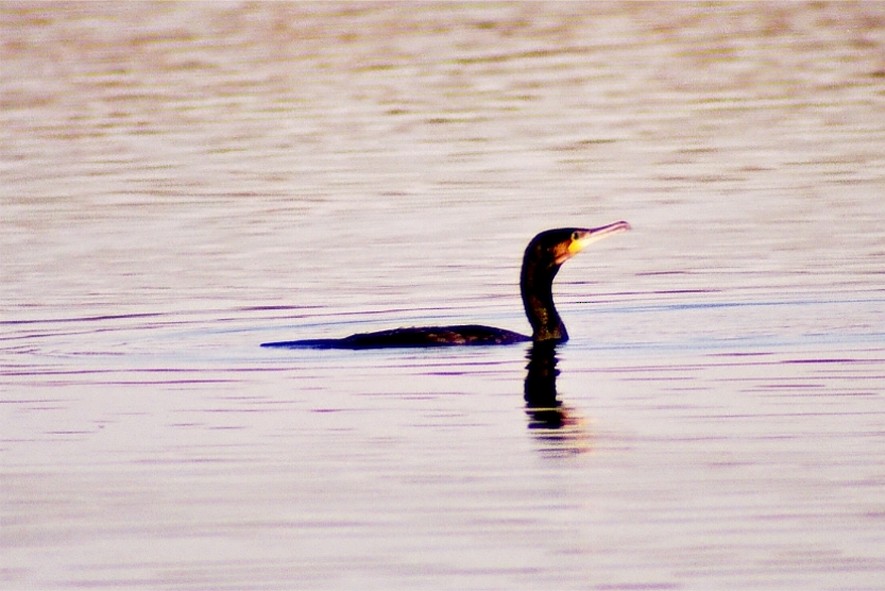 Great Cormorant - ML93140641