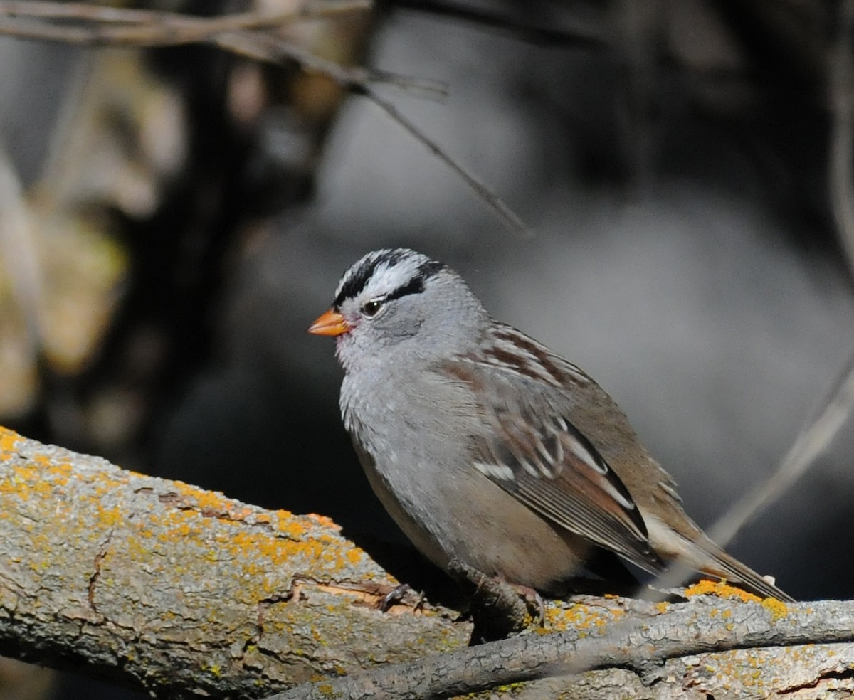 White-crowned Sparrow (Gambel's) - Steven Mlodinow
