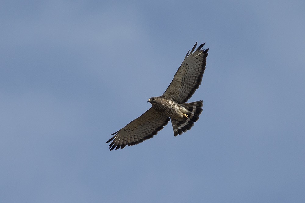 Broad-winged Hawk - Martin Wall