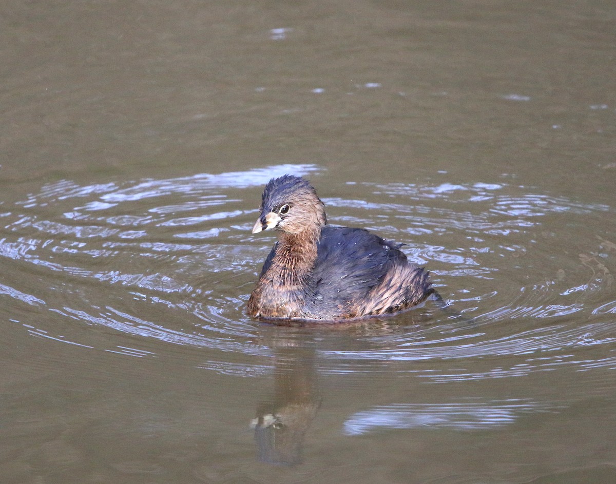 Pied-billed Grebe - Lori White