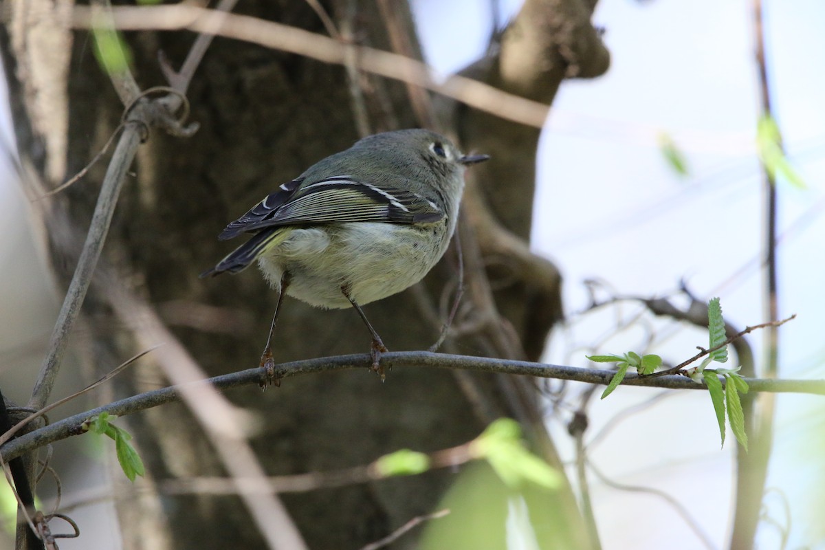 Ruby-crowned Kinglet - Lori White