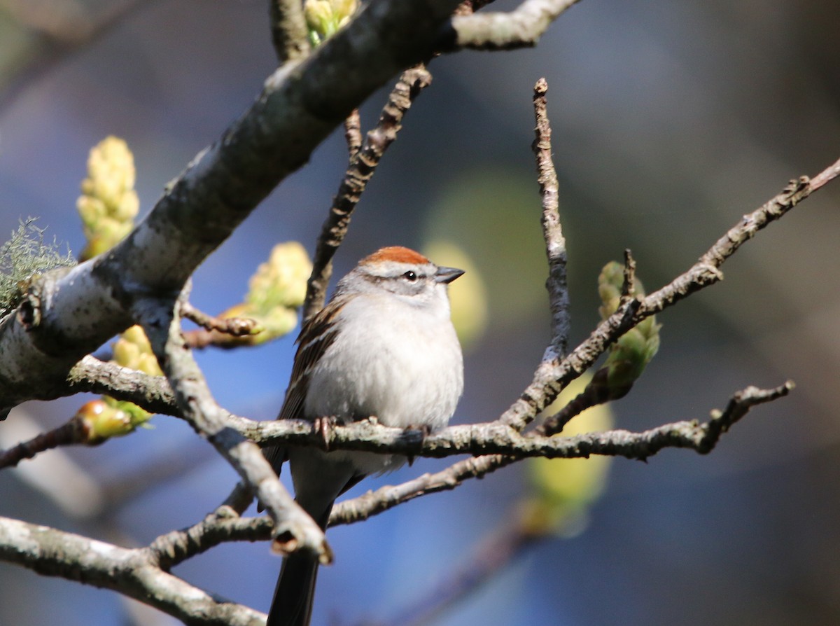 Chipping Sparrow - ML93143551